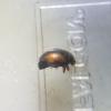 Nephus redtenbacheri